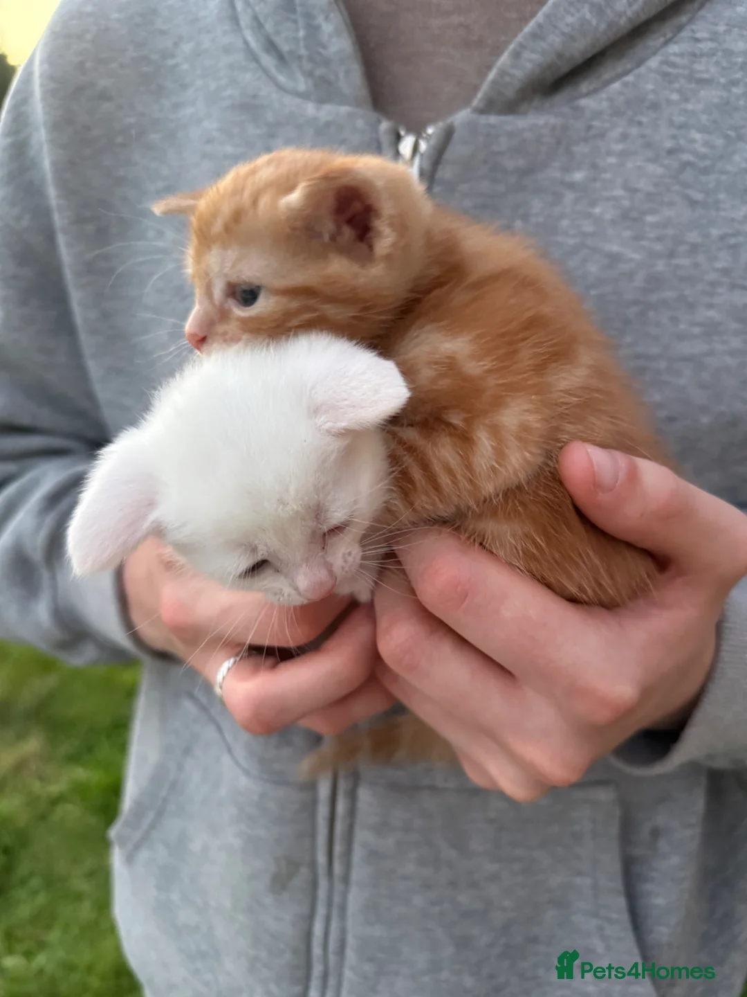 Mixed Breed cats for sale: Ginger cat in London - Advert 2