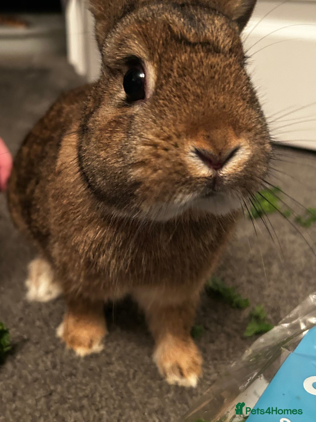 Netherland Dwarf rabbits for sale: Netherlands dwarf rabbits  - Advert 1