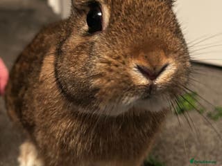 Netherland Dwarf rabbits Netherlands dwarf rabbits - Advert 2