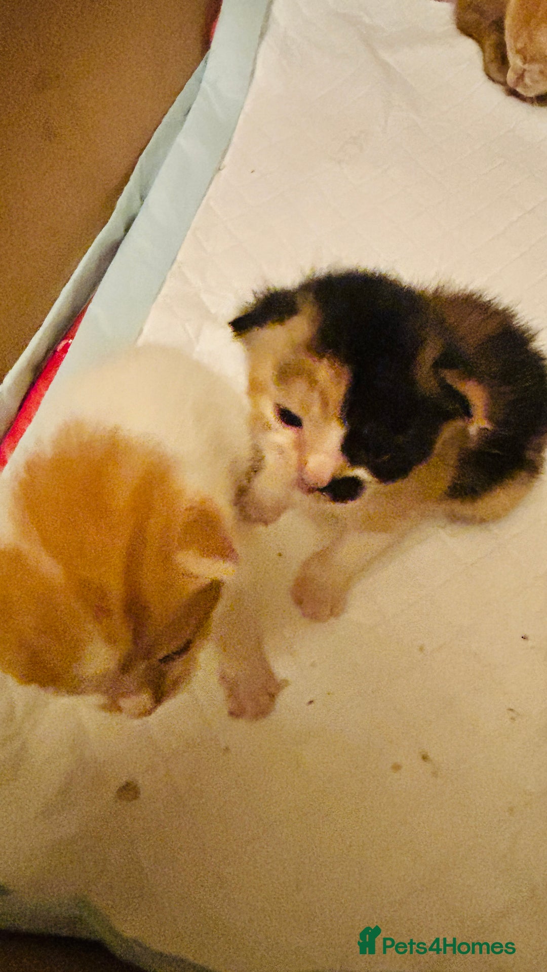 Mixed Breed cats for sale: Cat and kittens - Image 6