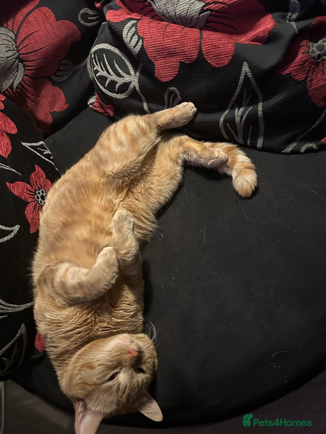 Bengal cats for sale: Male 2 year old cat  - Image 3