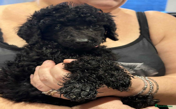 Standard Poodle dogs Kc standard poodles - Advert 14