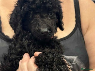 Standard Poodle dogs Kc standard poodles - Advert 14