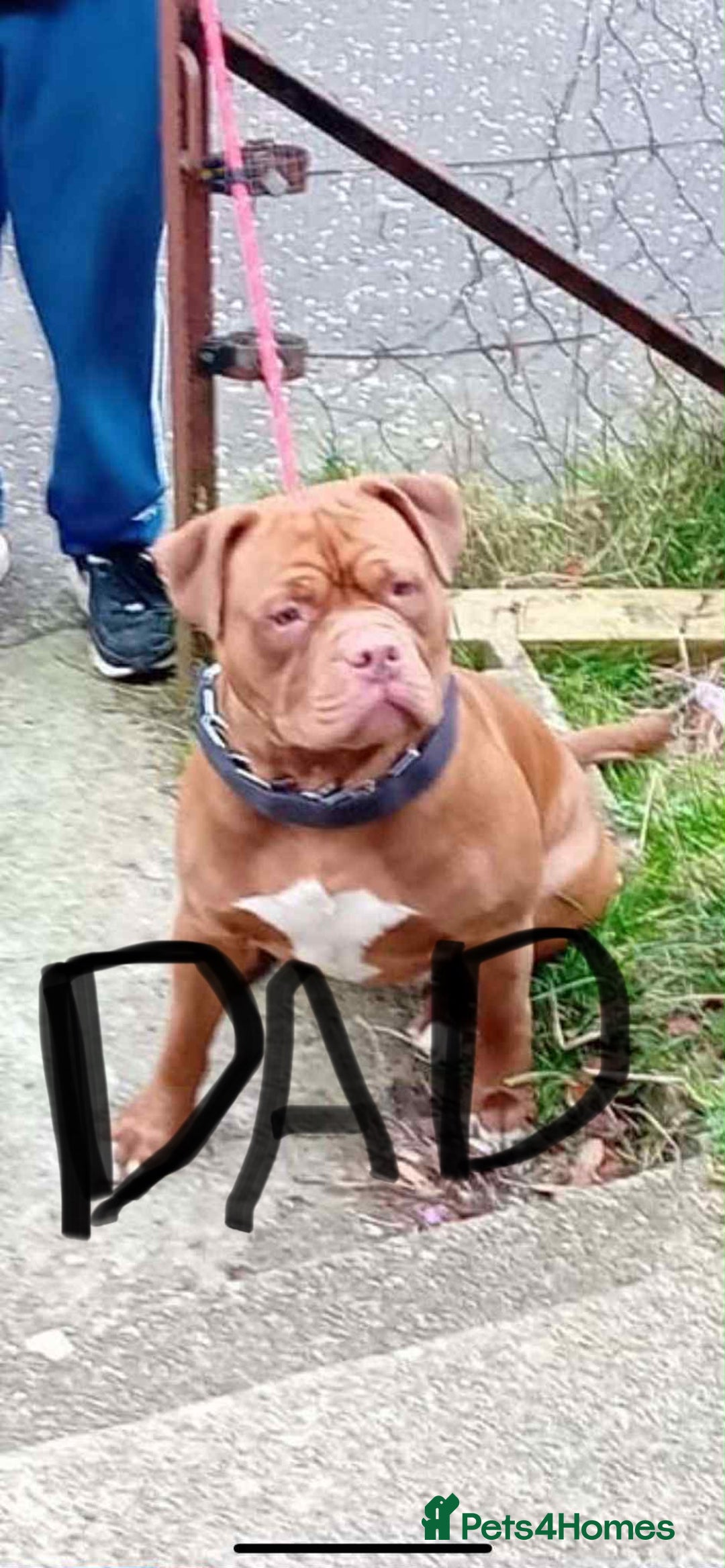 Mixed Breed dogs for sale: Rocco - Image 11