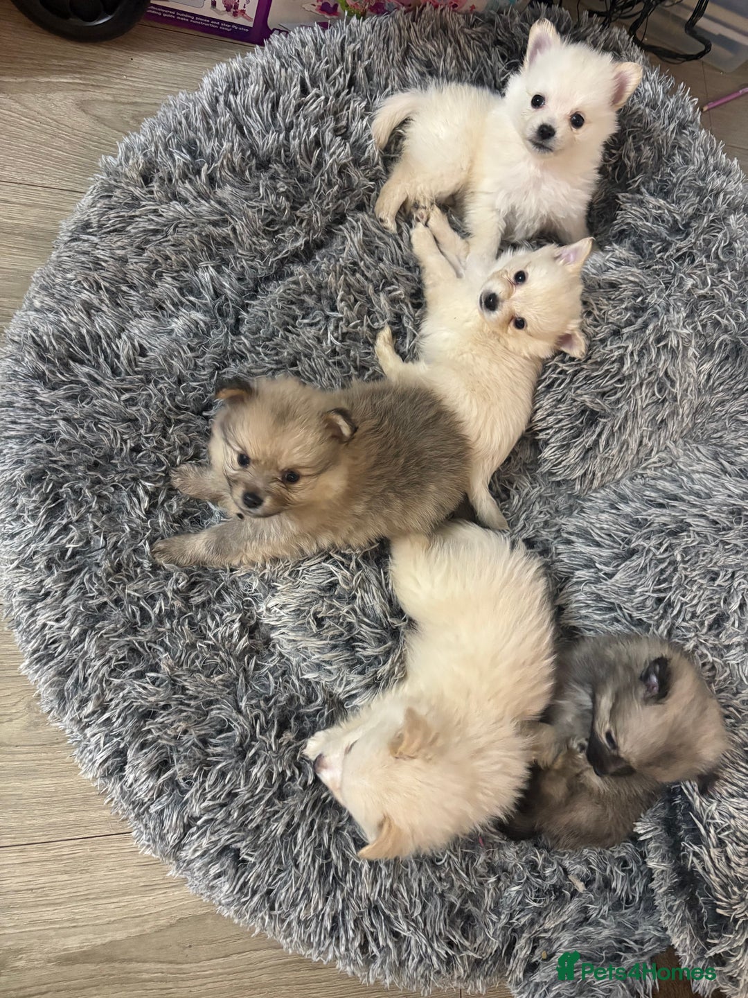 Pomeranian dogs for sale: Pomeranian puppies - Advert 2