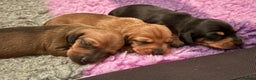 Miniature Dachshund dogs for sale: Vanitonia Miniature Smooth Dachshunds   - Advert 7