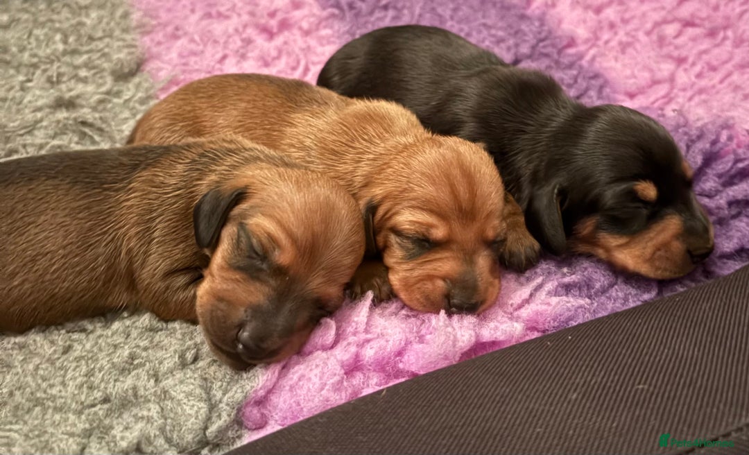 Miniature Dachshund dogs for sale: Vanitonia Miniature Smooth Dachshunds   - Advert 7