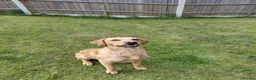 Cockerdor dogs for sale: ******Stunning cockedors****** - Advert 19