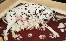 Dalmatian dogs for sale: Champion Lines Dalmatian Puppies - Image 9