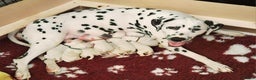 Dalmatian dogs for sale: Champion Lines Dalmatian Puppies - Advert 4