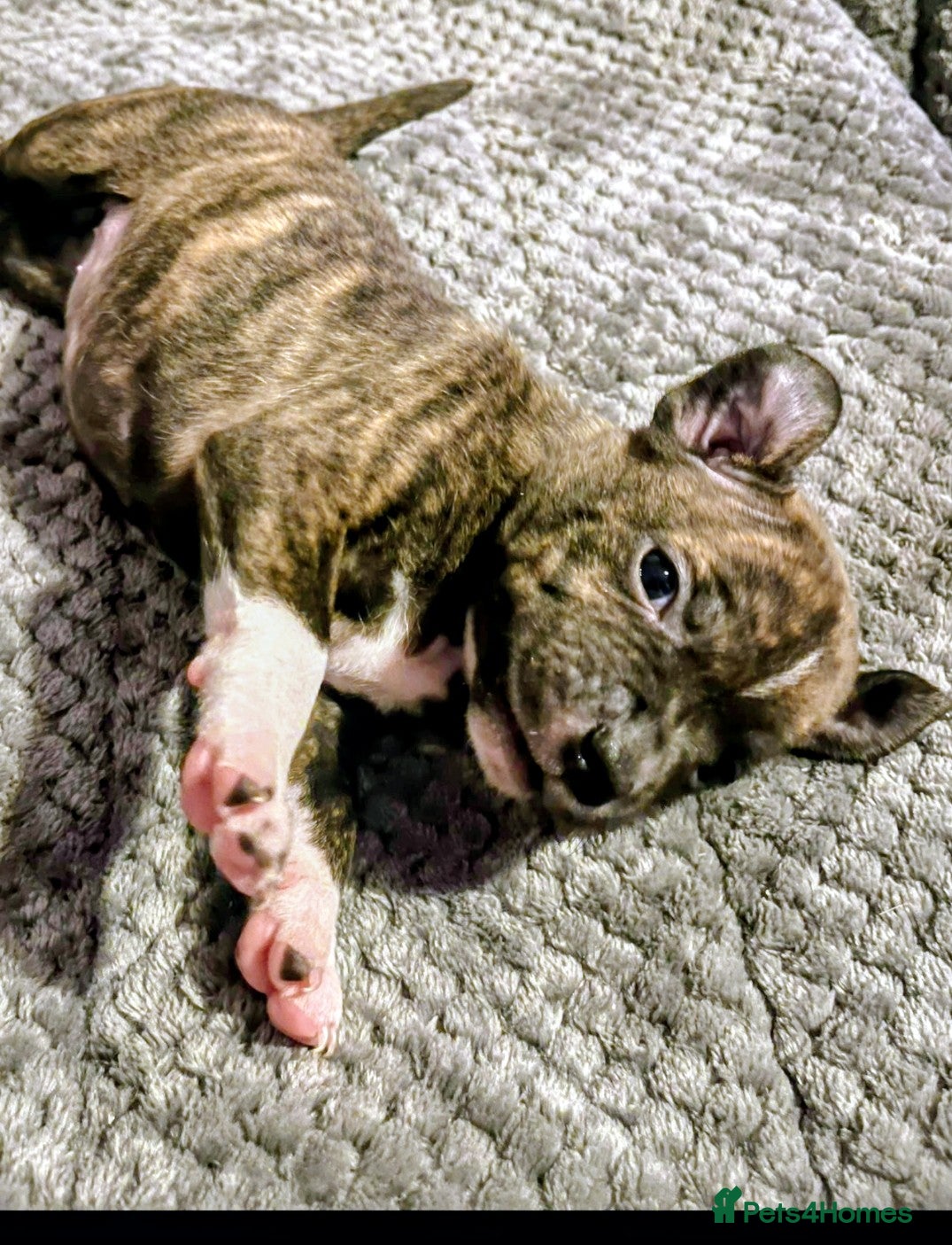 Staffordshire Bull Terrier dogs  brindle Staffordshire bull terriers - Advert 10