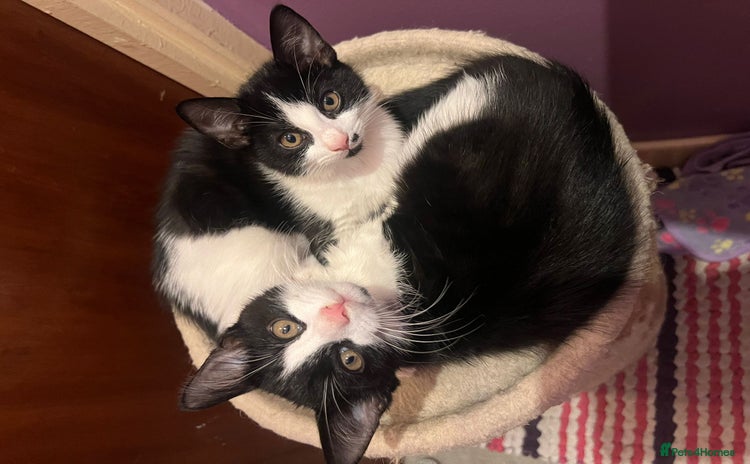 Mixed Breed cats - Advert 9