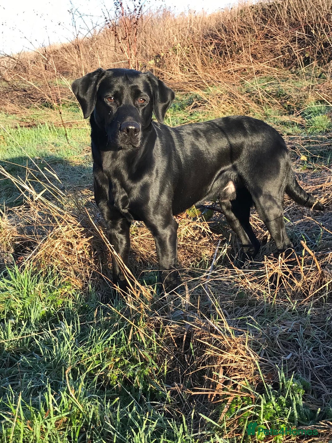 Labrador Retriever dogs for sale: Fully health tested Black Lab  - Image 1