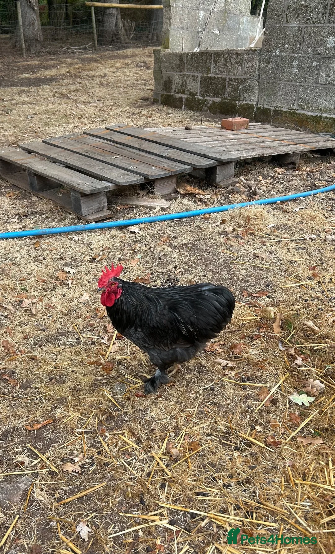 Chickens poultry for sale: Peking Bantum Cockerells x3   in Wellington - Advert 3