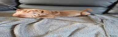 Shar Pei 1