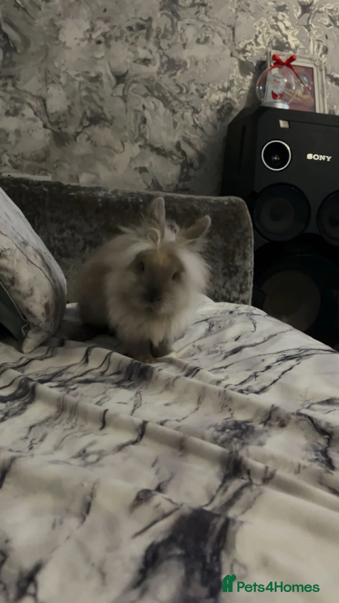 Lionhead rabbits for sale: Lion head bunny in Shipley - Advert 1