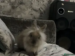 Lionhead rabbits Lion head bunny - Advert 11