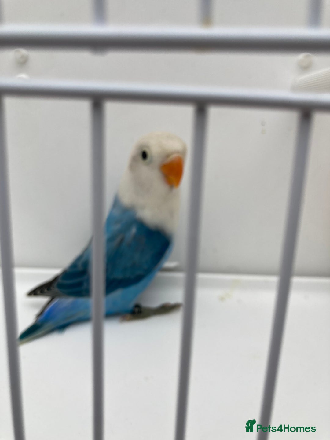 Lovebirds birds for sale: Love Birds - Advert 2