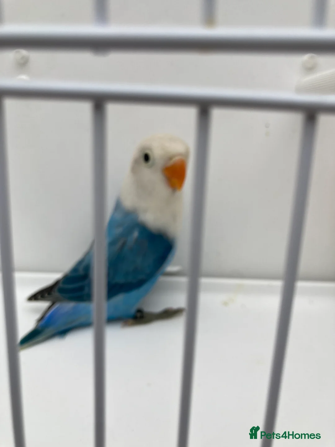 Lovebirds birds for sale: Love Birds - Advert 4