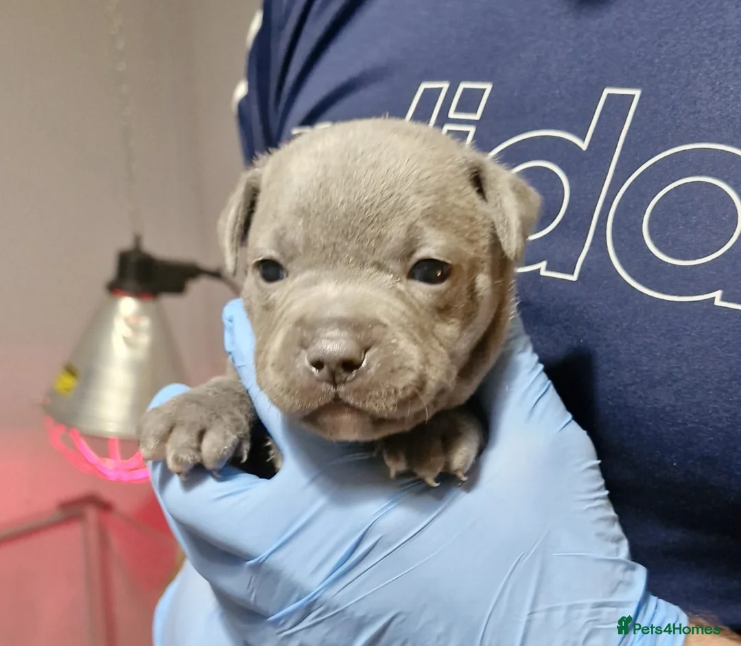 Staffordshire Bull Terrier dogs for sale: KC Staffordshire puppies champion lines - Advert 8