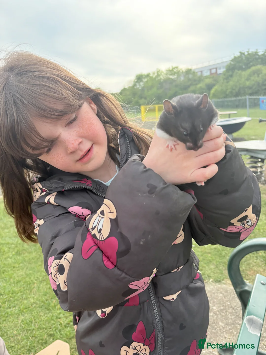 Hamster rodents for sale: Hamster  in Rainham - Advert 4