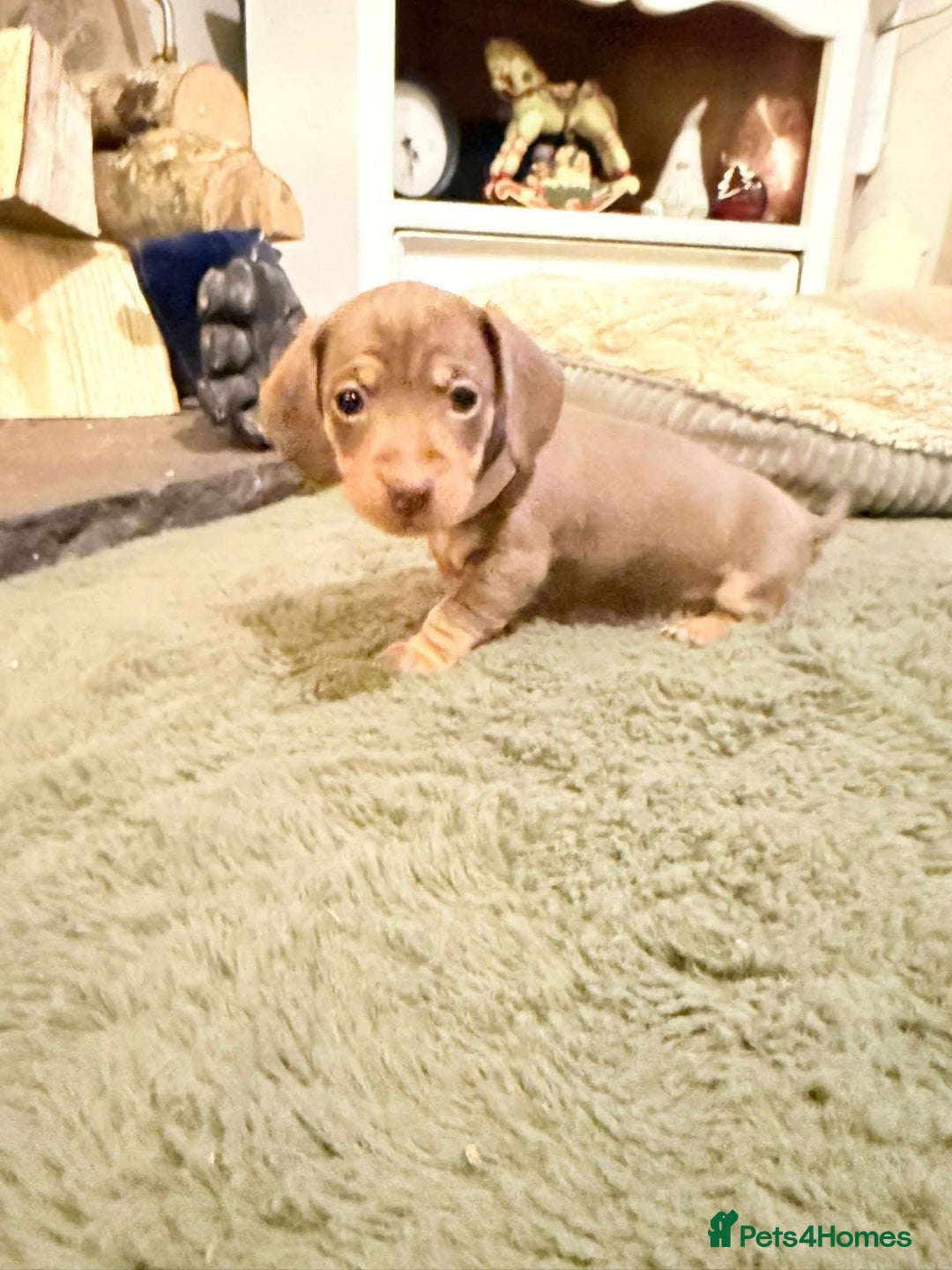 Dachshund dogs for sale: Dachshund puppies - Advert 1