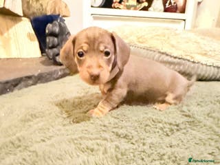 Dachshund dogs Dachshund puppies - Advert 14