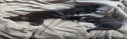 Mixed Breed cats for sale: Kittens for sale  - Advert 14
