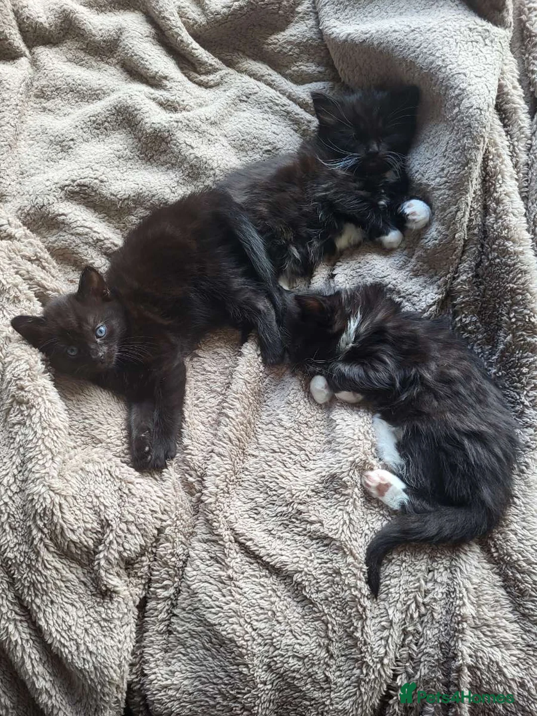 Mixed Breed cats for sale: Kittens for sale  - Advert 14