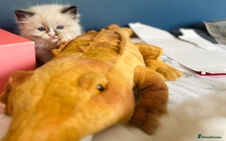 Ragdoll cats for sale: Stunning Rainbow of Ragdoll Kittens - Image 10