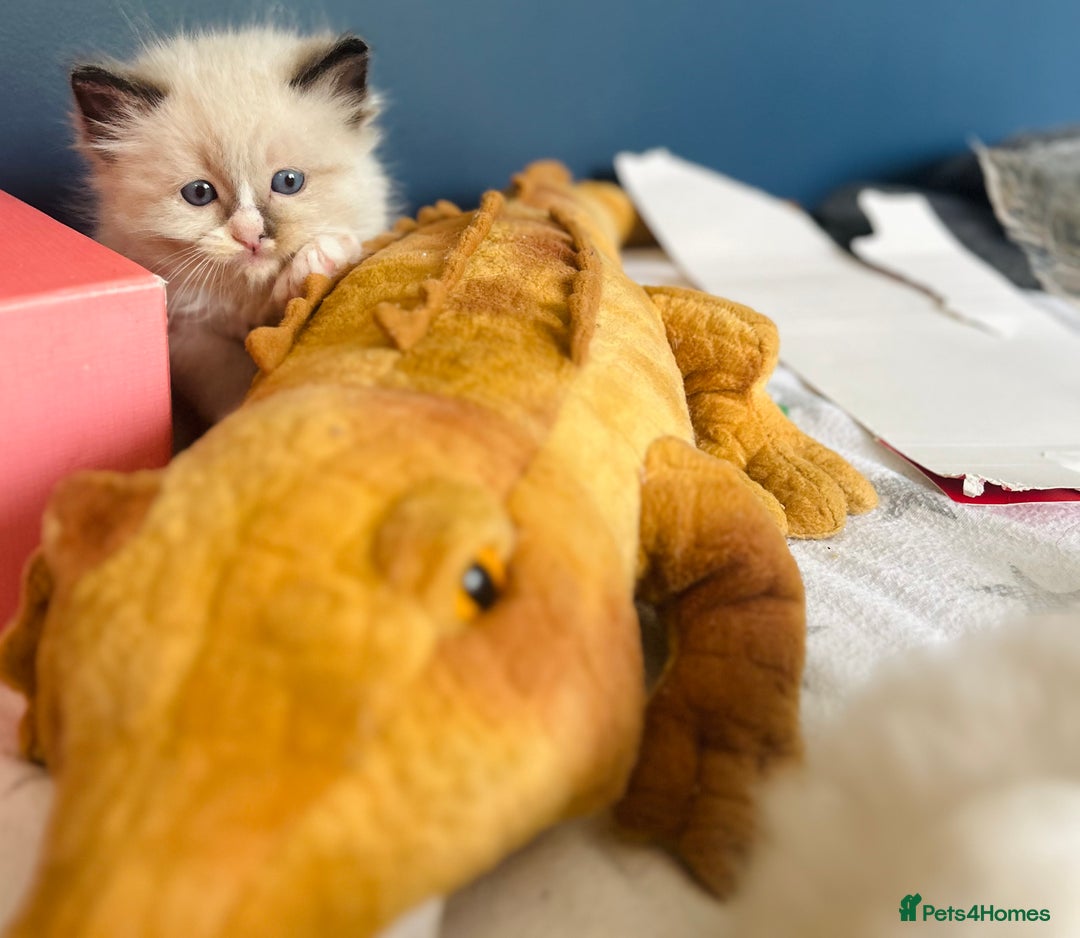 Ragdoll cats for sale: Stunning Rainbow of Ragdoll Kittens - Image 10