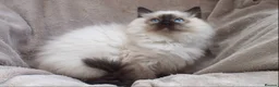 Ragdoll cats for sale: GCCF ACTIVE & PET KITTENS IMP CHAMPION BLOODLINES - Advert 28
