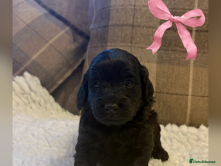 Cockapoo dogs STUNNING F2 COCKAPOO LAST GIRL REMAINING 🐶🐾💗 - Advert 15