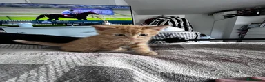 Mixed Breed Kitten 1
