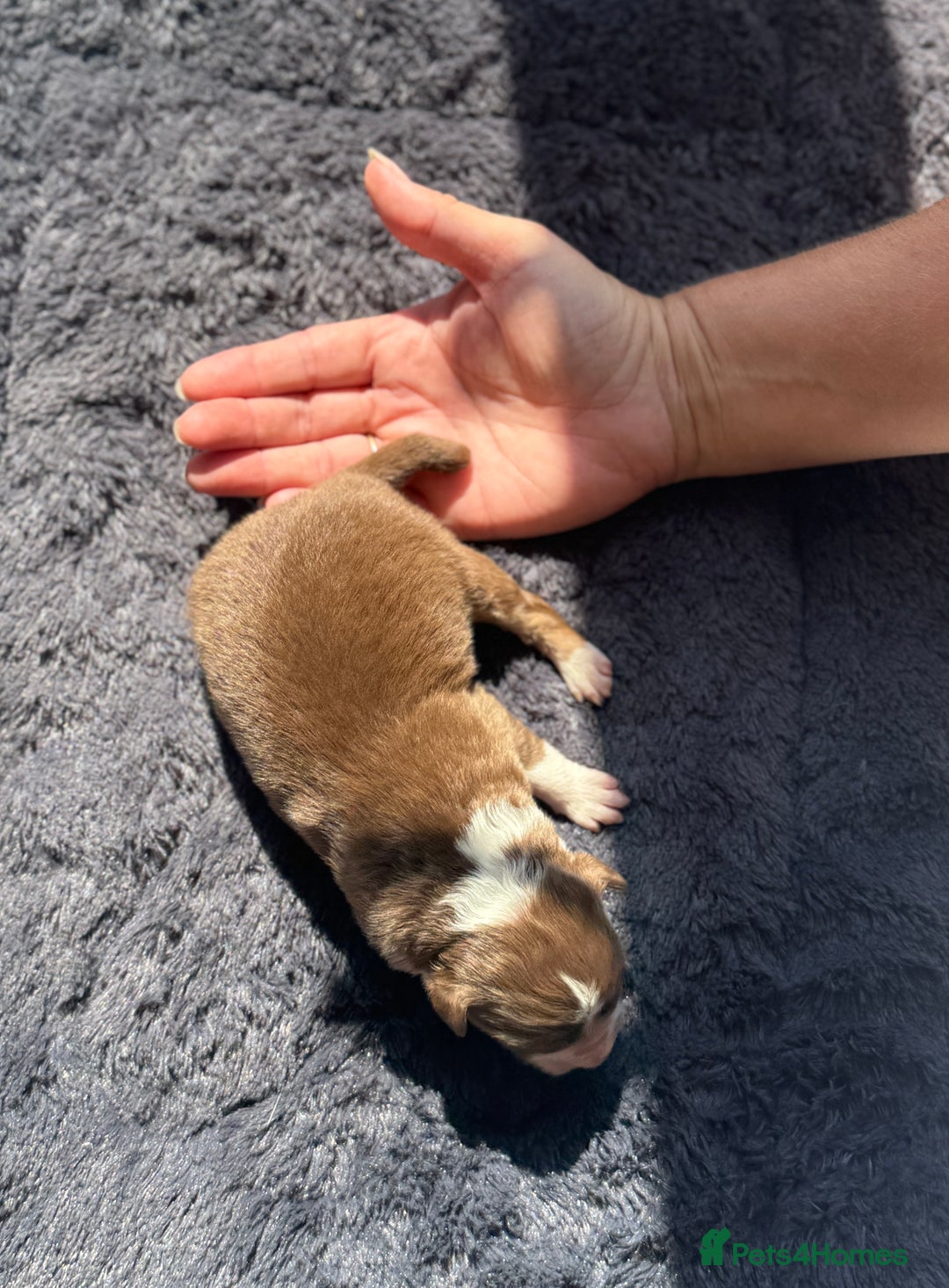 Australian Shepherd dogs for sale: KC registered Australian Shepard puppies - Image 20