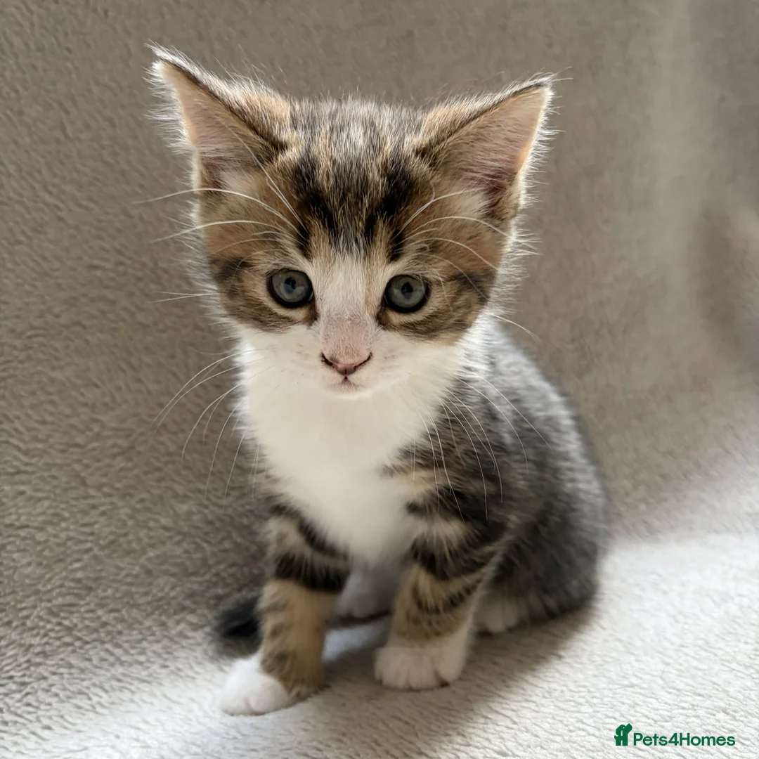 Mixed Breed cats for sale: Adorable Kittens Looking for Their Forever Home - Advert 12