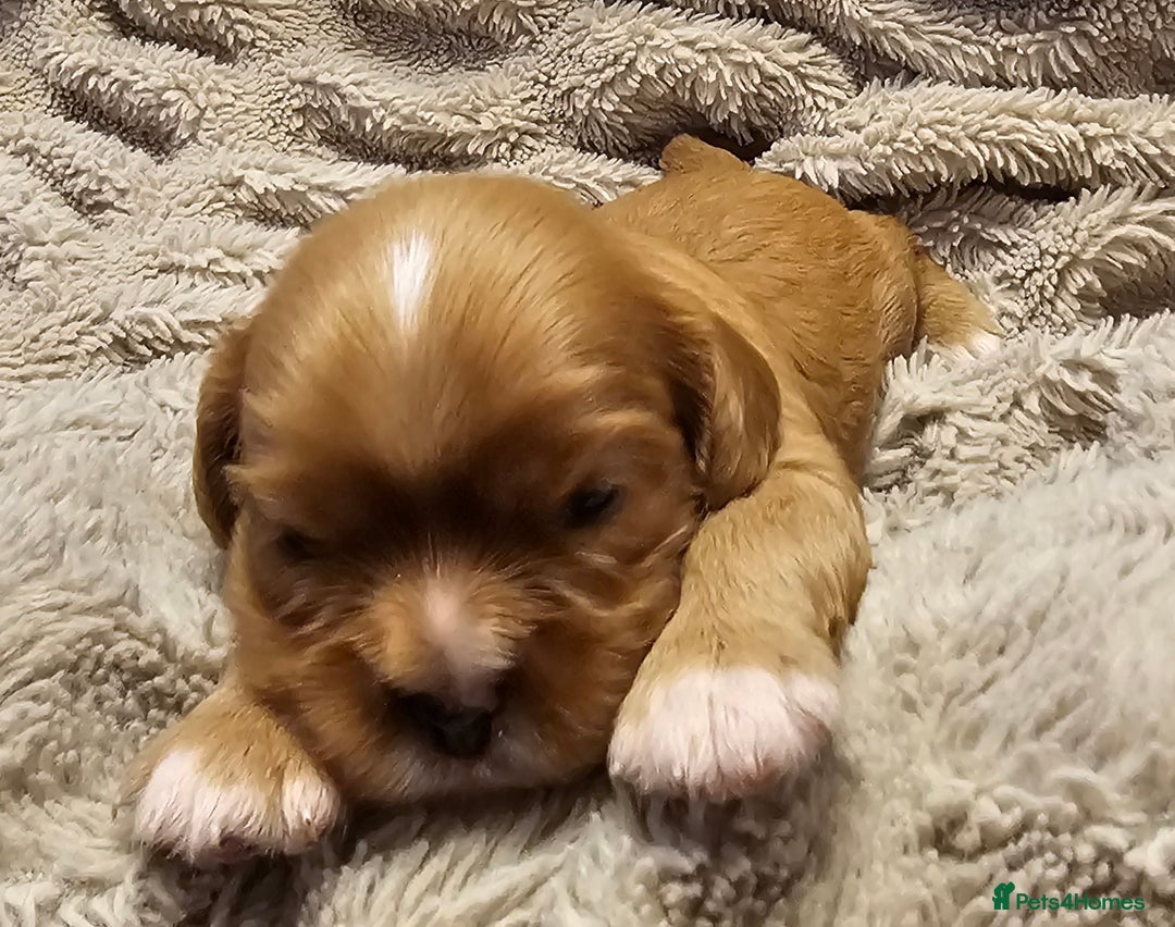 Cavalier King Charles Spaniel dogs for sale: Cavalier king charles spaniel puppies  - Advert 9