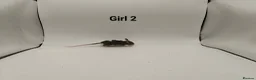 Mouse rodents for sale: 🐁August Mice Are Here!🐁 - Advert 8