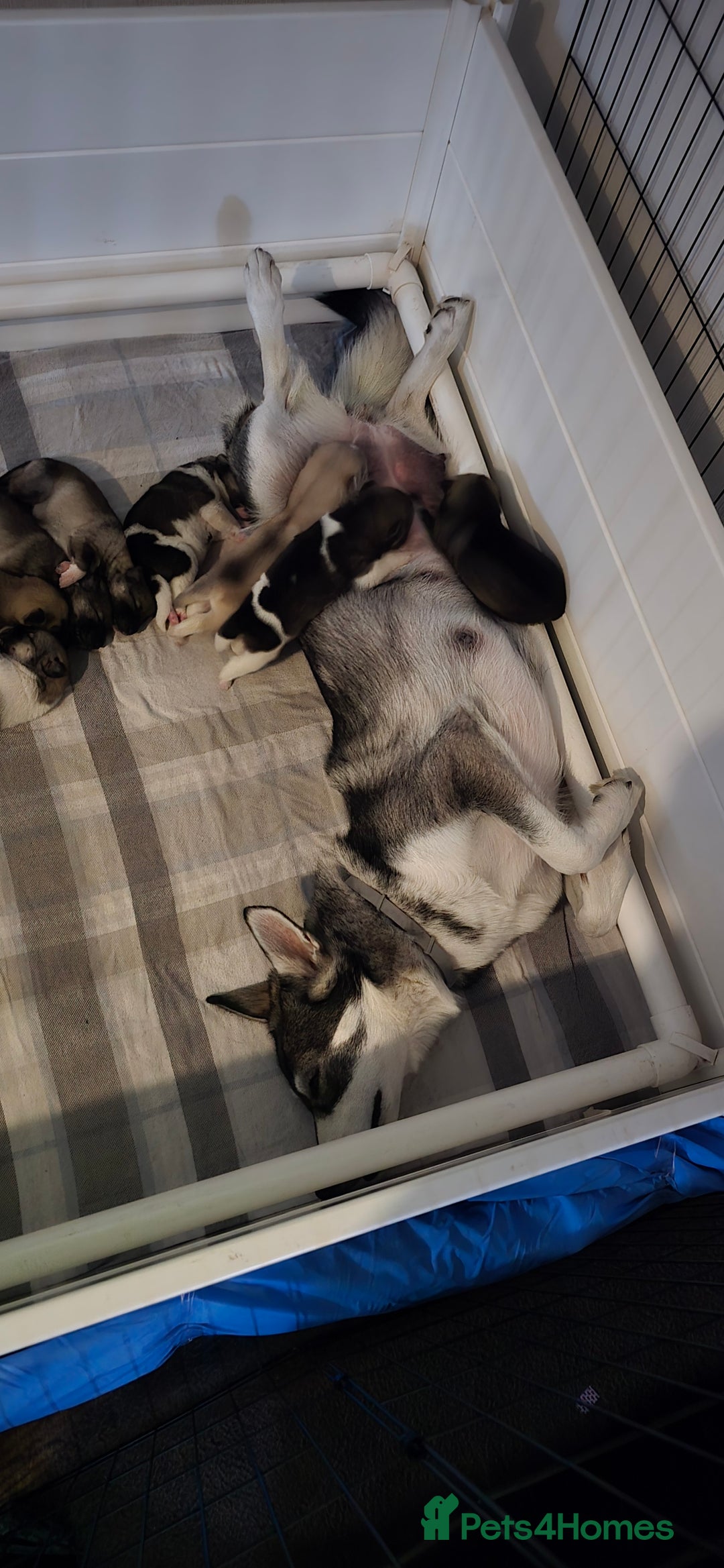 Mixed Breed dogs for sale: Northern Inuit cross American akita  - Image 20
