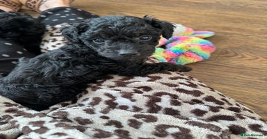 Toy Poodle dogs - Advert 5