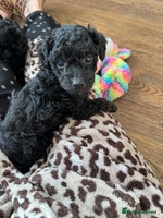 Toy Poodle dogs - Advert 8