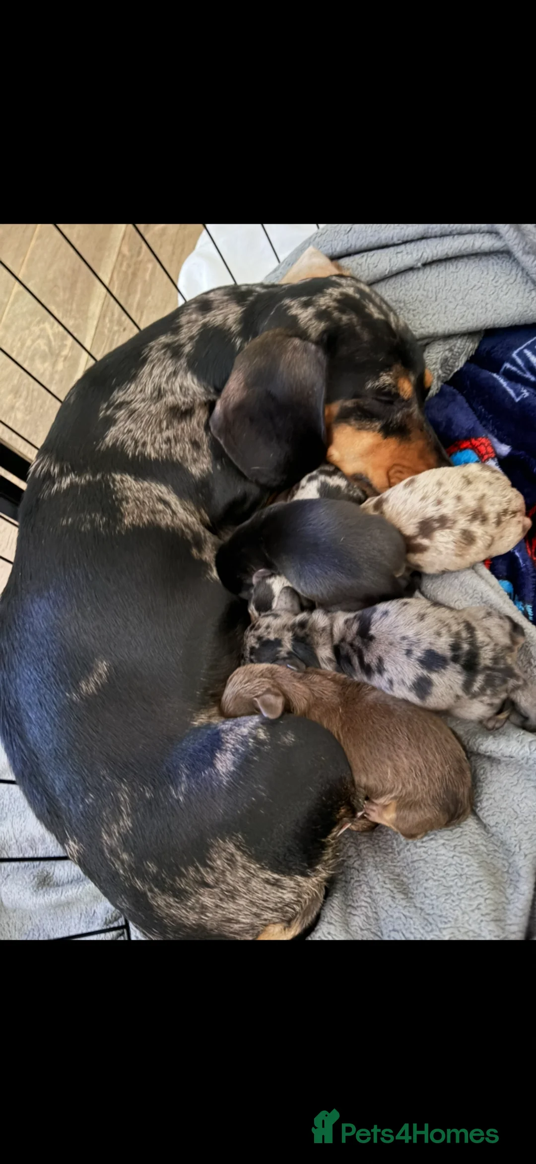 Miniature Dachshund dogs for sale: Six beautiful miniature dachshund pups in Swansea - Advert 1