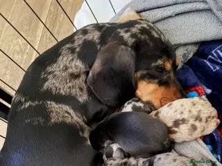 Miniature Dachshund dogs Six beautiful miniature dachshund pups - Advert 12