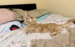Maine Coon cats for sale: Last Ginger Boy Pure Mainecoon! - Image 25