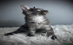 Maine Coon cats for sale: GCCF Black Smoke Female Maine Coon Kitten  - Image 3