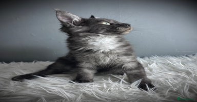 Maine Coon cats - Advert 1