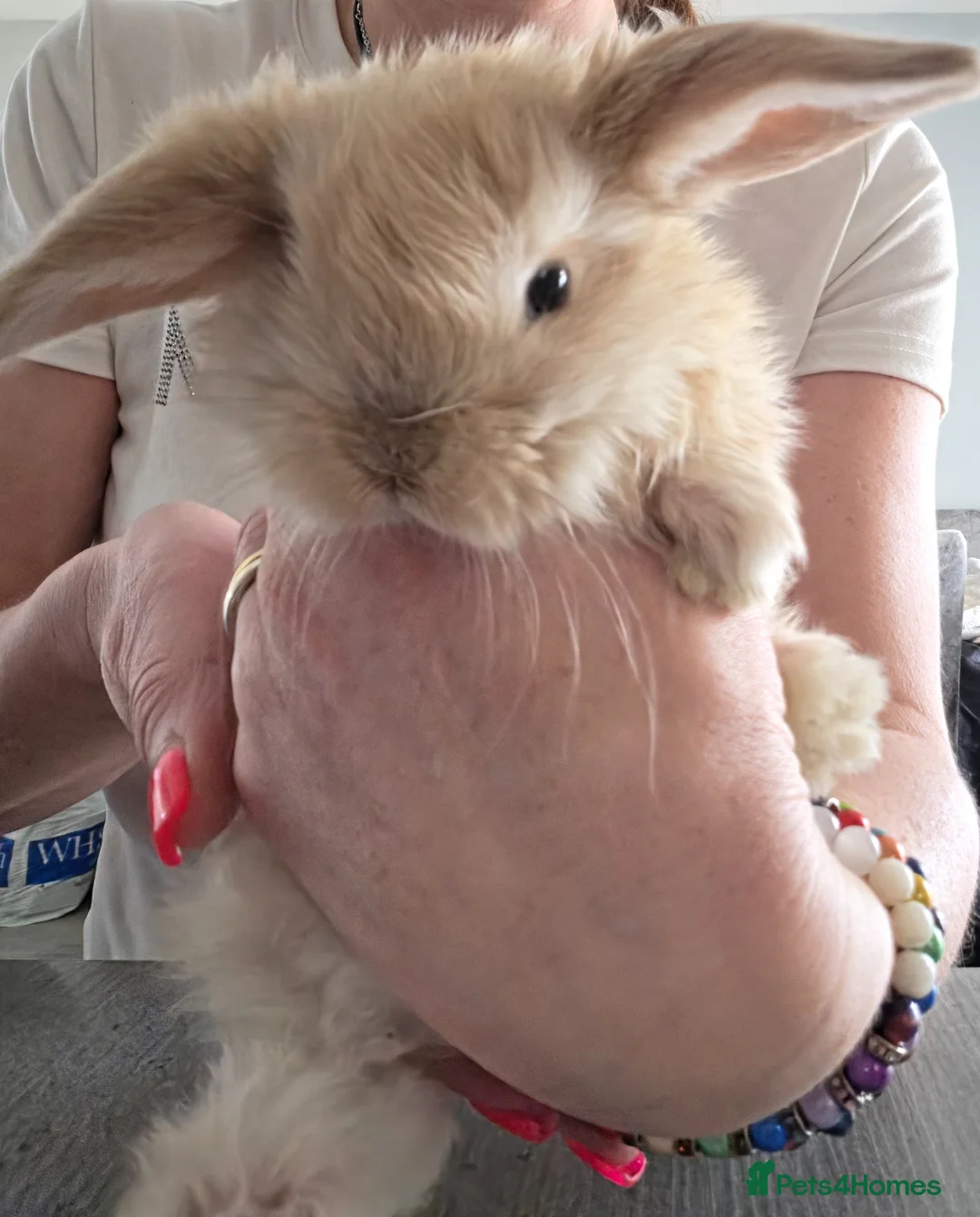 Mini Lop rabbits for sale: Baby mini lop bunnies mixed litter - Advert 2