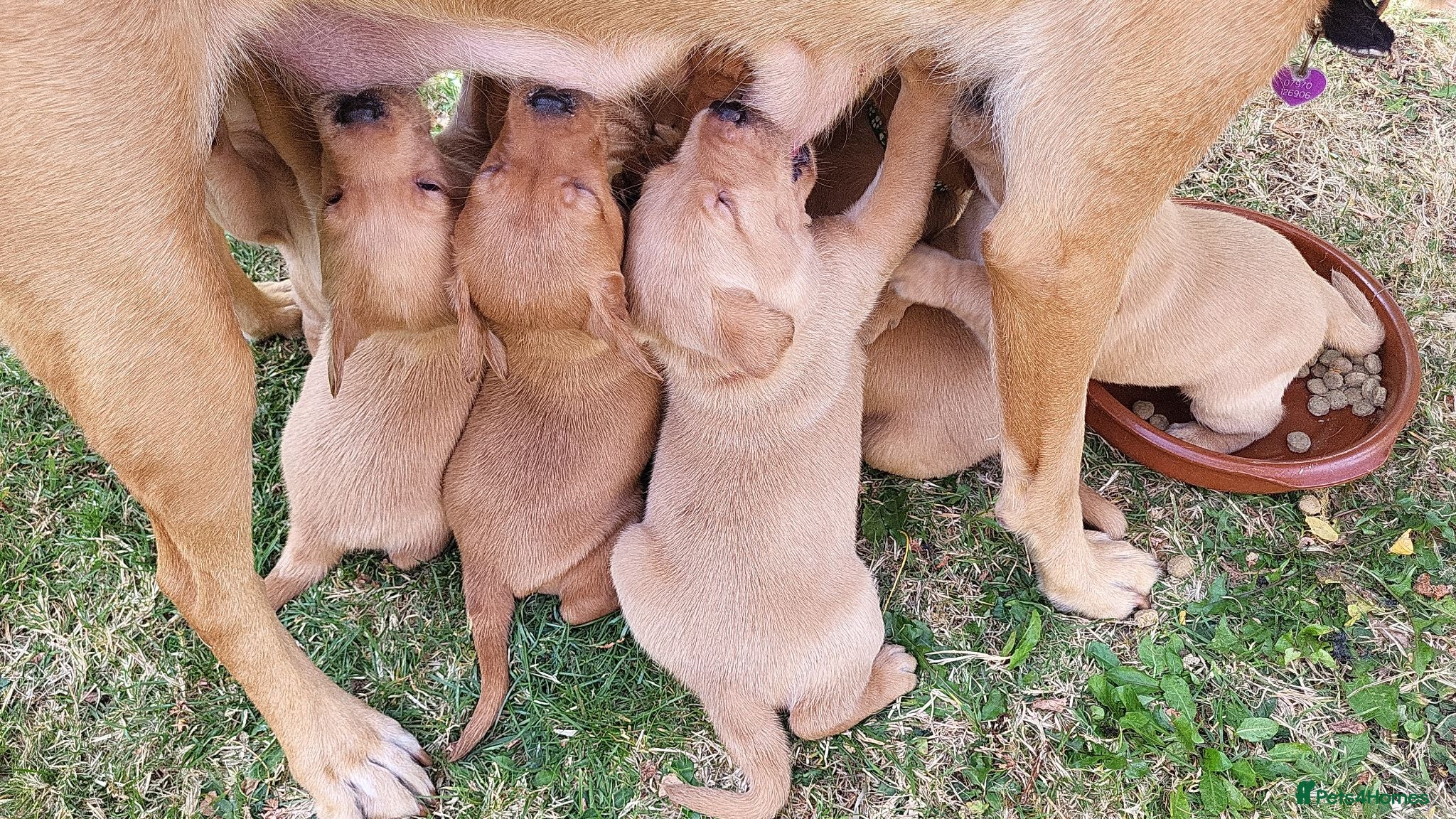 Labrador Retriever dogs Fox red Labrador puppies - Advert 16