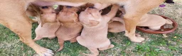 Labrador Retriever dogs for sale: Fox red Labrador puppies - Advert 4