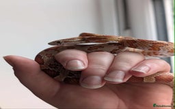 Corn Snake reptiles for sale: Miscellaneous snakes for sale - Image 3